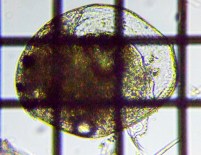 fig.05 }~WR
