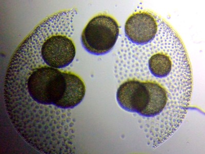 fig.05 {{bNX