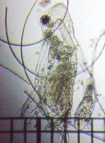 fig.04 IIA^}~WR