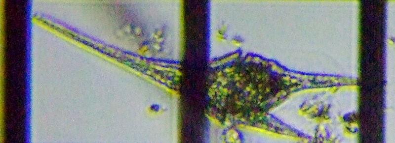 fig.10 cmIrV