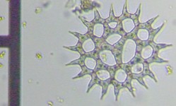 fig.10 NVEiΑj