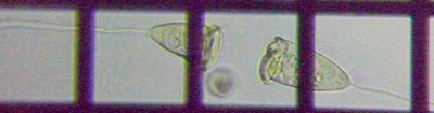 fig.13 cKlV̈
