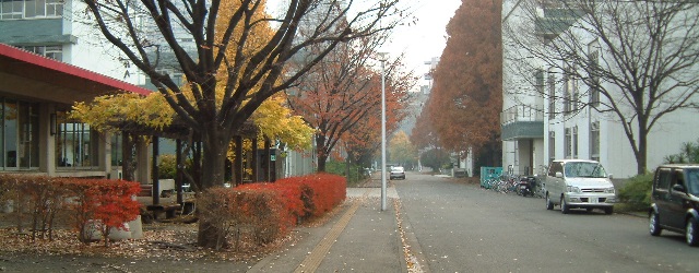 東京海洋大学キャンパスの紅葉