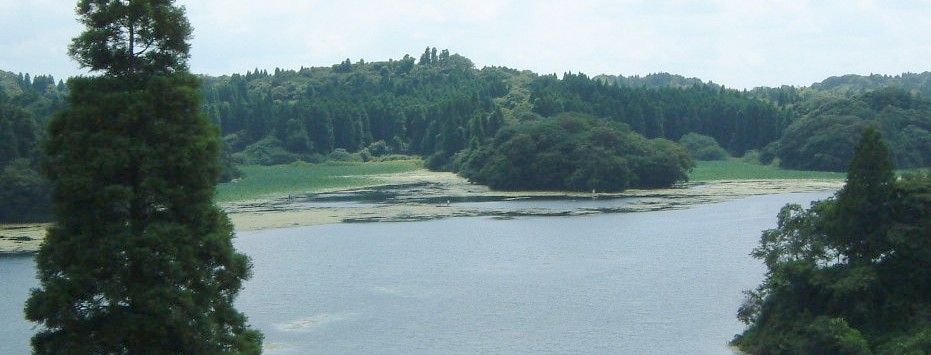 ２００３年０８月２８日撮影
雄蛇ケ池は、大谷津（左）も小谷津（右）も、
リリーパッドで埋めつくされている